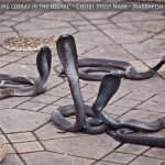 Charming Cobras in the Square