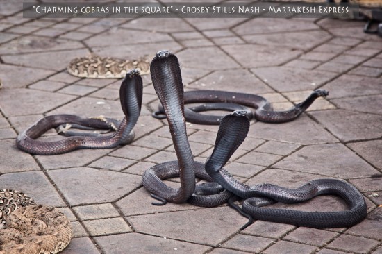 Charming Cobras in the Square