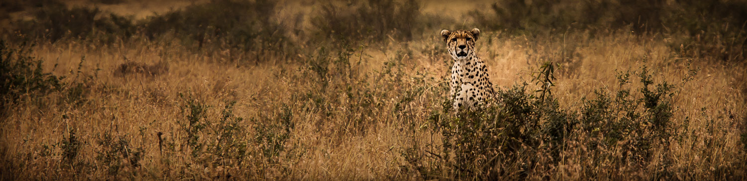 Watching You From The Savanna