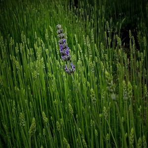The First Lavender