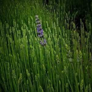 The First Lavender