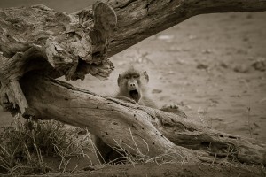 Screaming Baboon