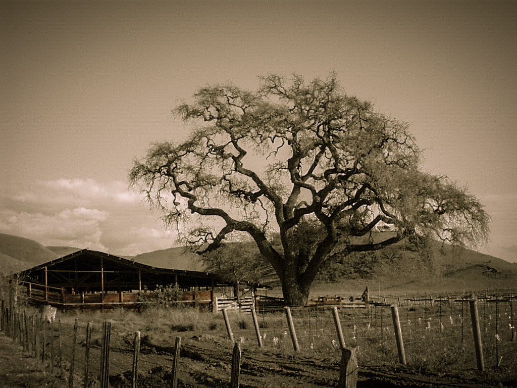 California Oak and Barn