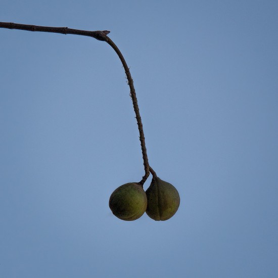 The Fruit (Nut) of the Native California Buckeye Tree