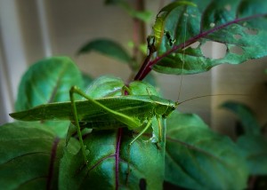Fork-Tailed Bush Katydid