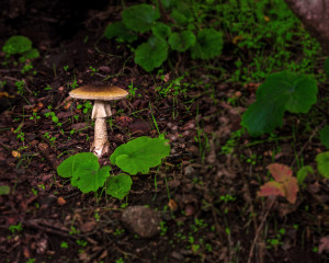 Alone in the Forest