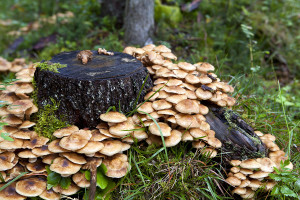 Honey Mushrooms