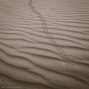 Dung Beetle tracks in the Sahara Desert