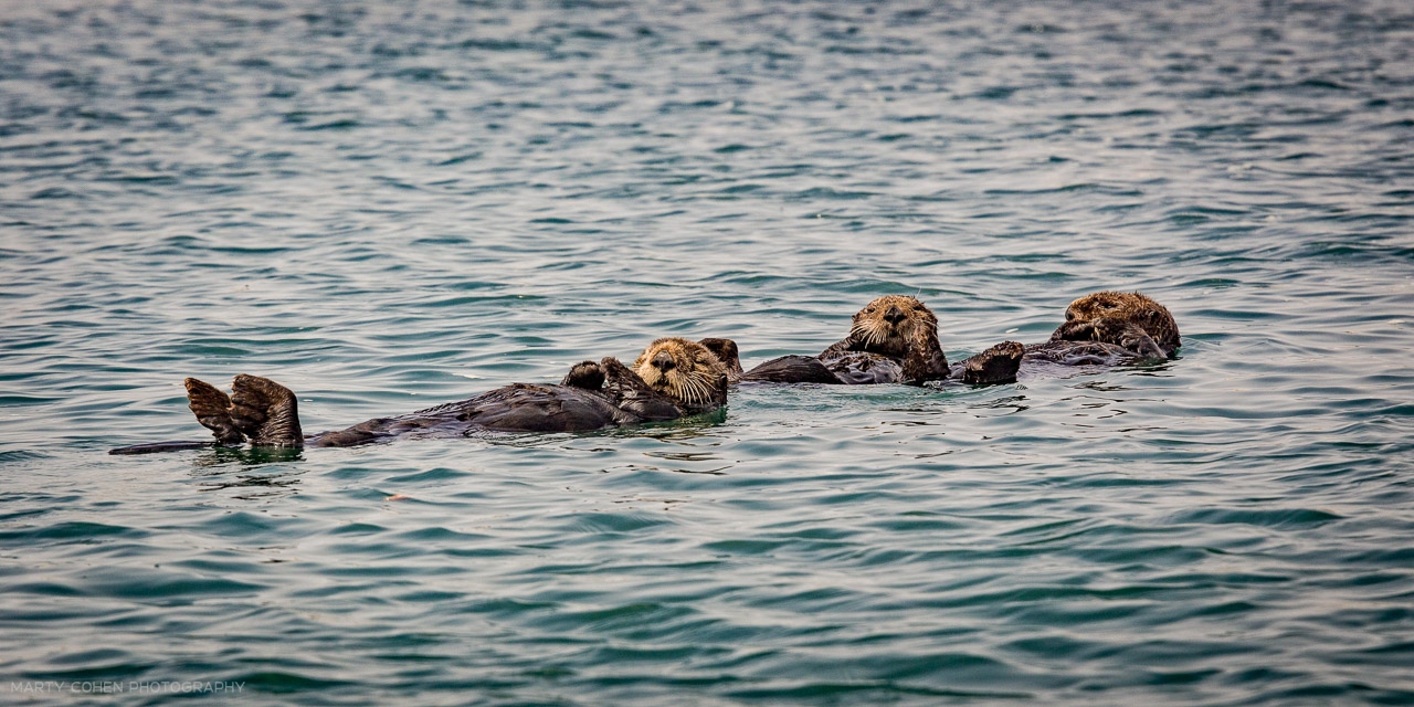 3 Sea Otters in Elkhorn Slough