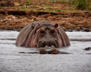 NG-9 A Hippo "Happy Moment"