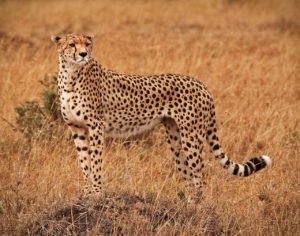 Cheetah on the savannah