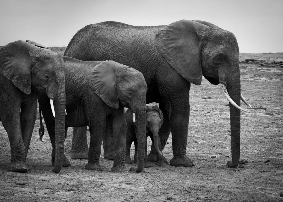Family Generations (Amboseli, Kenya)