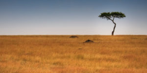 Acacia Tree on the Savannah