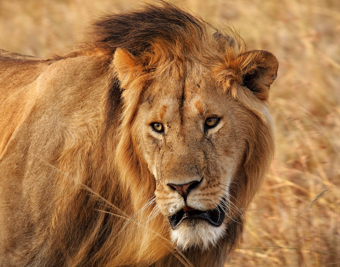 Male Lion (Masai Mara, Kenya)