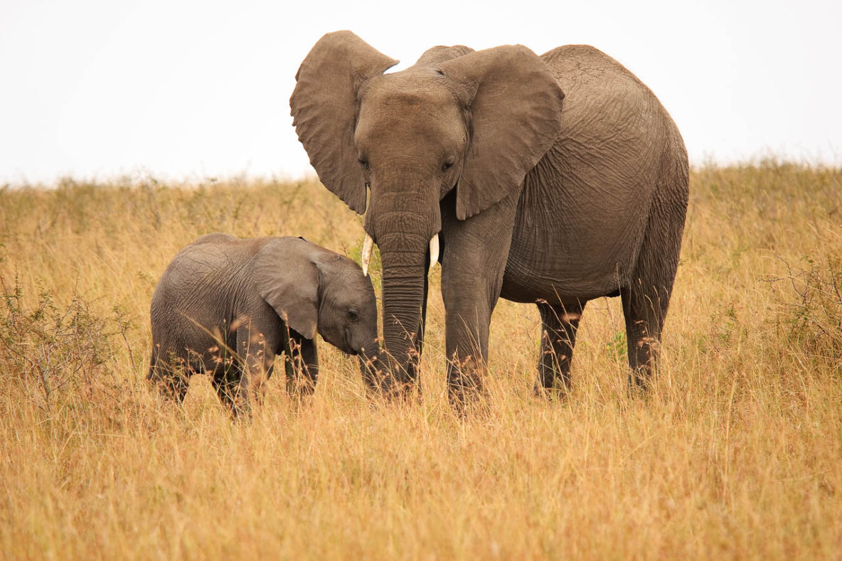 Mother and Baby (Masai Mara, Kenya)