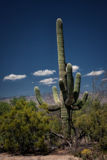 Saguaro Cactus