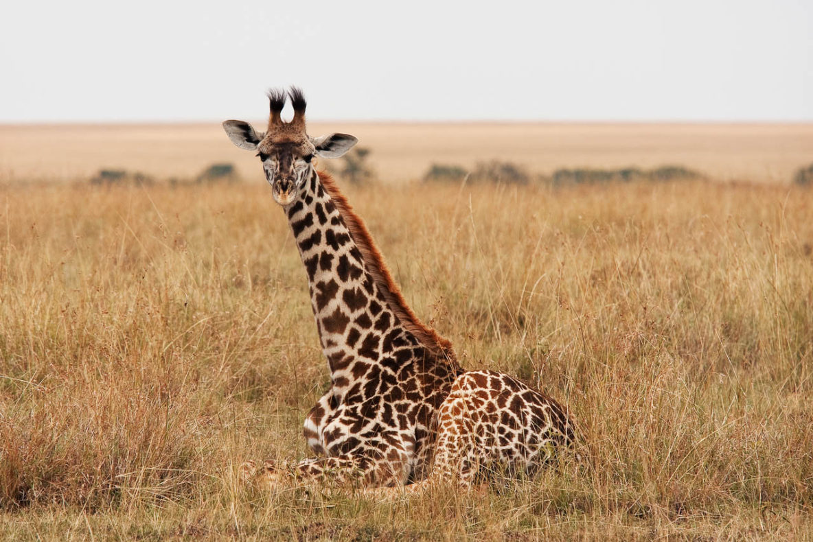 A Young Giraffe (Masai Mara, Kenya)