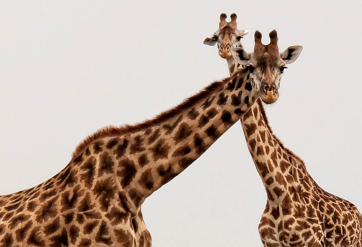 Two giraffes (Masai Mara, Kenya)