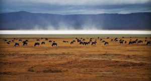 Wildebeest Feeding at Ngorongoro Crater, Tanzania