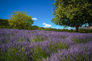 Lavender Hillside - Carmel Valley Ranch