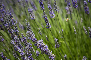 Lavender and Bees 1
