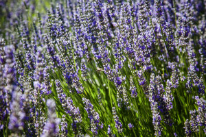 Lavender and Bees 2