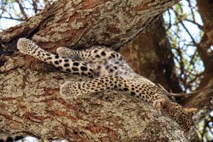 A Young Sleeping Leopard