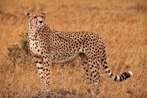 Cheetah on the savannah