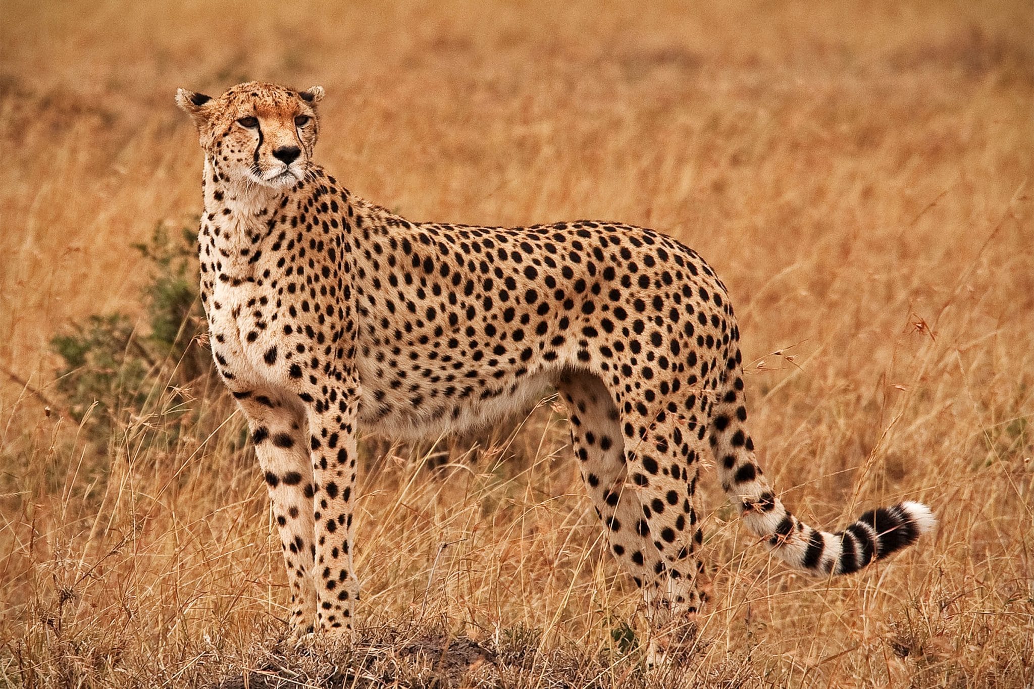 Cheetah - White Oak Conservation