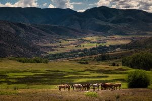 Horses in Snowmass