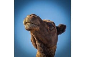 Camel Pride