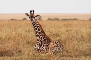 MM-32 A Young Giraffe