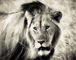 MM-15 Male Lion