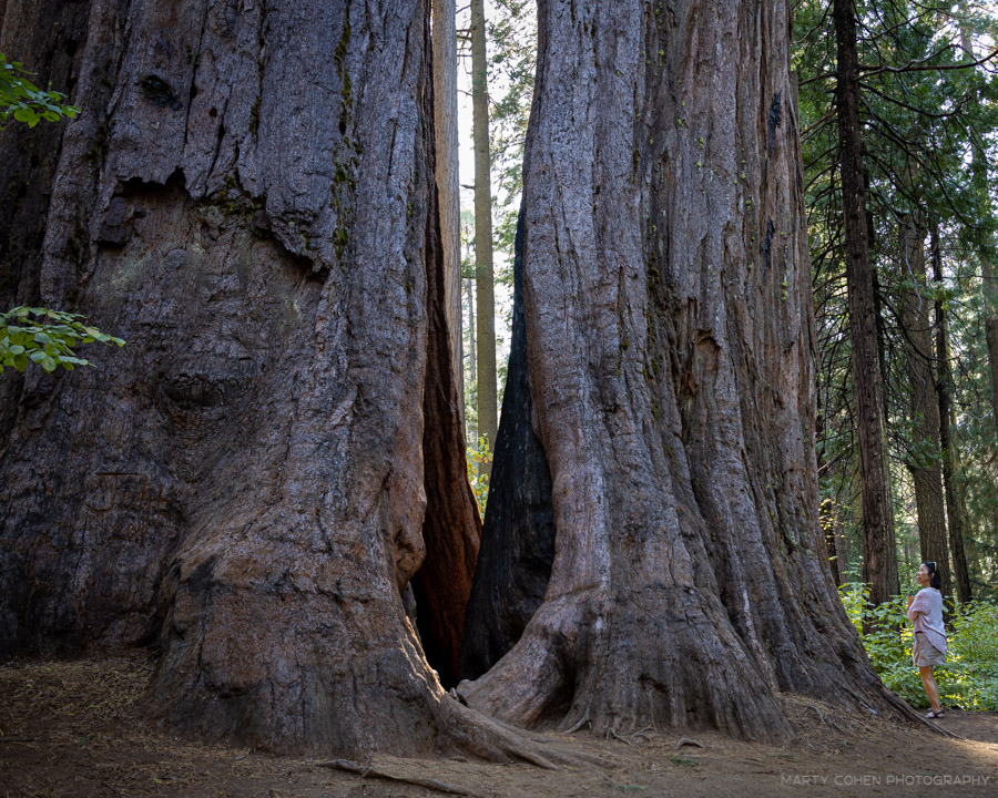 Giant sequoia tree