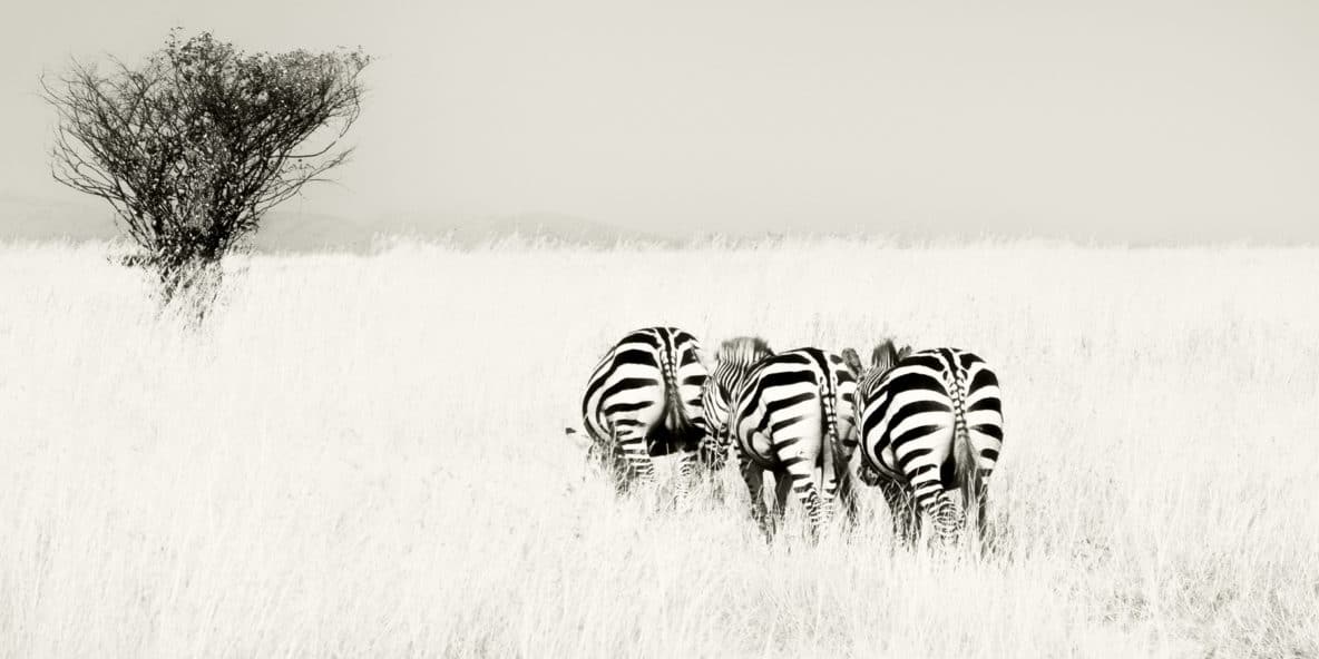 End To End (Masai Mara, Kenya)