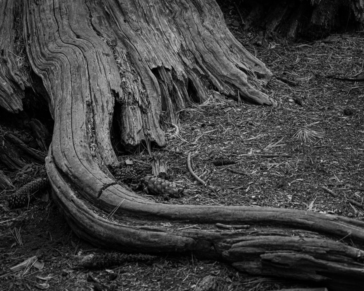 Ancient Roots (Calaveras Big Tree State Park)