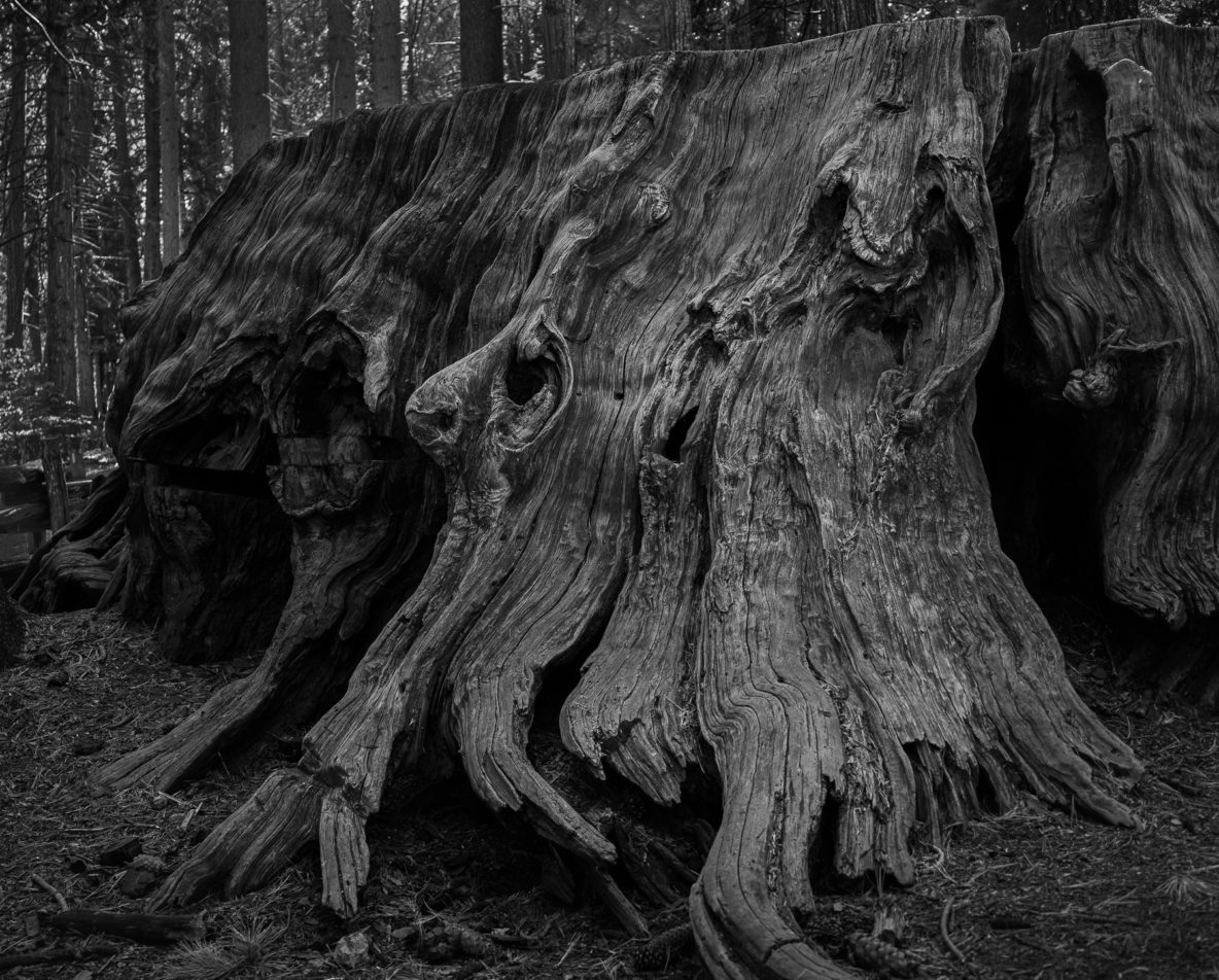 Faces in the Forest (Calaveras Big Tree State Park)