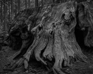 Faces in the Forest
