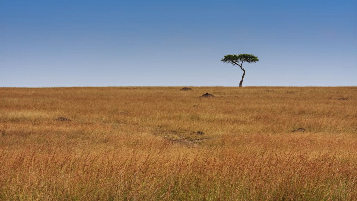Acacia Tree on the Savannah (Maasai Mara, Kenya)