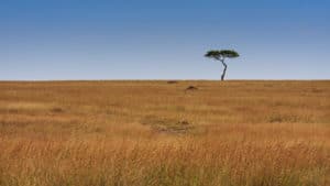 Acacia Tree on the Savannah