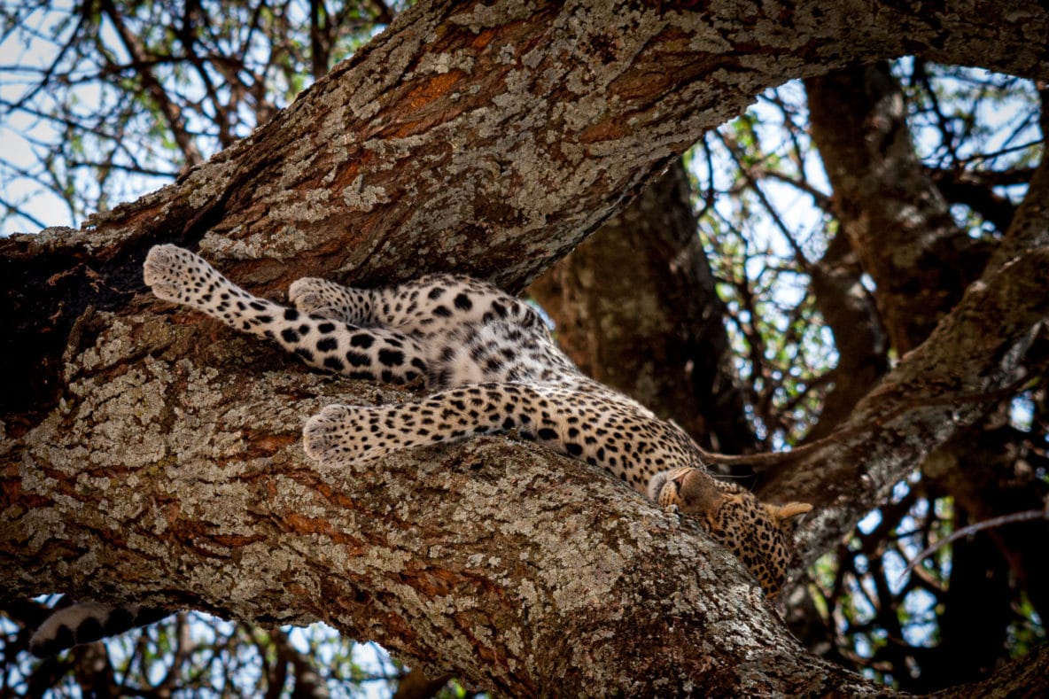 Serengeti Leopard  (Tanzania)