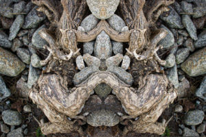 Drift Wood and Rocks